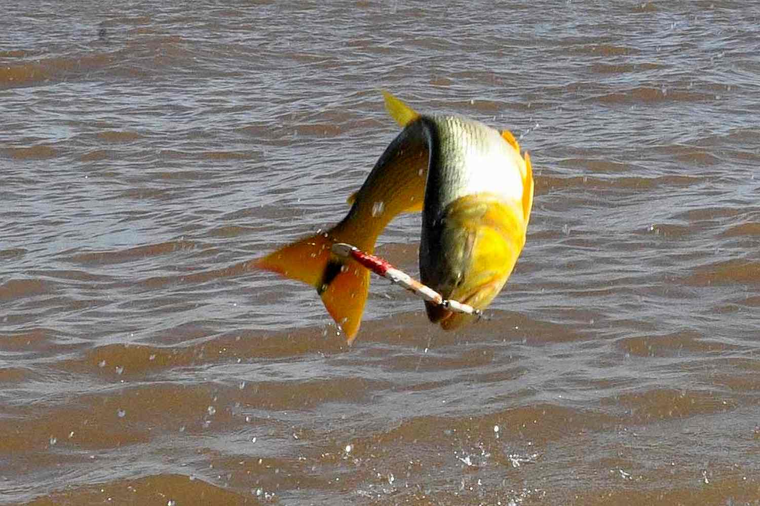 Rige la veda para la pesca del Dorado en el río | Enfoque propio